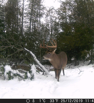 Deer Hunting In Maine!